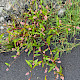 Persicaria maculosa