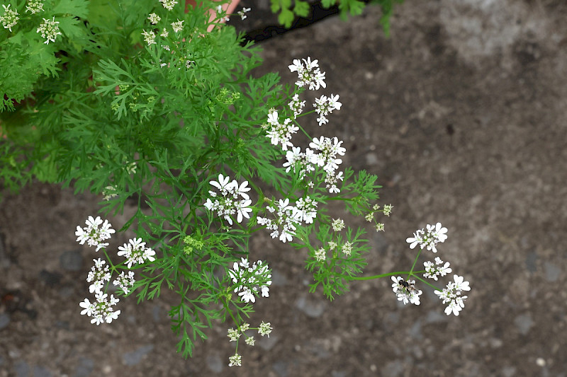 Coriandrum sativum - &copy; Charles Hipkin