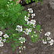 Coriandrum sativum