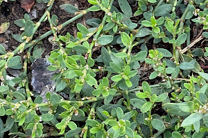 Equal-leaved Knotgrass: Polygonum arenastrum
