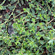 Polygonum arenastrum