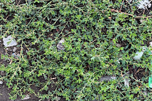 Equal-leaved Knotgrass: Polygonum arenastrum