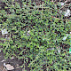 Polygonum arenastrum