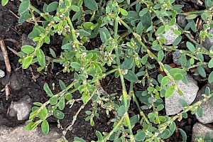 Equal-leaved Knotgrass: Polygonum arenastrum