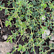 Polygonum arenastrum