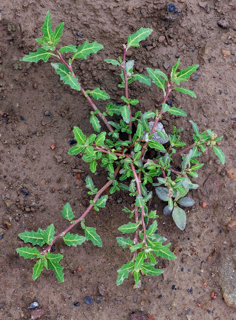 Chenopodium glaucum - &copy; Charles Hipkin