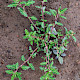 Chenopodium glaucum