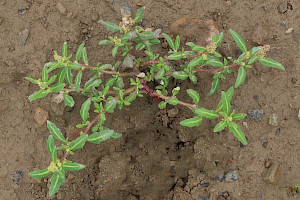 Oak-leaved Goosefoot: Chenopodium glaucum
