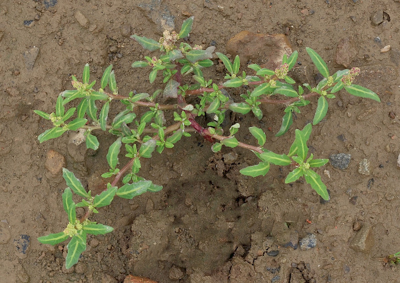 Chenopodium glaucum - &copy; Charles Hipkin