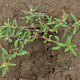 Chenopodium glaucum