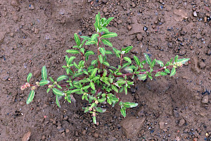 Oak-leaved Goosefoot: Chenopodium glaucum