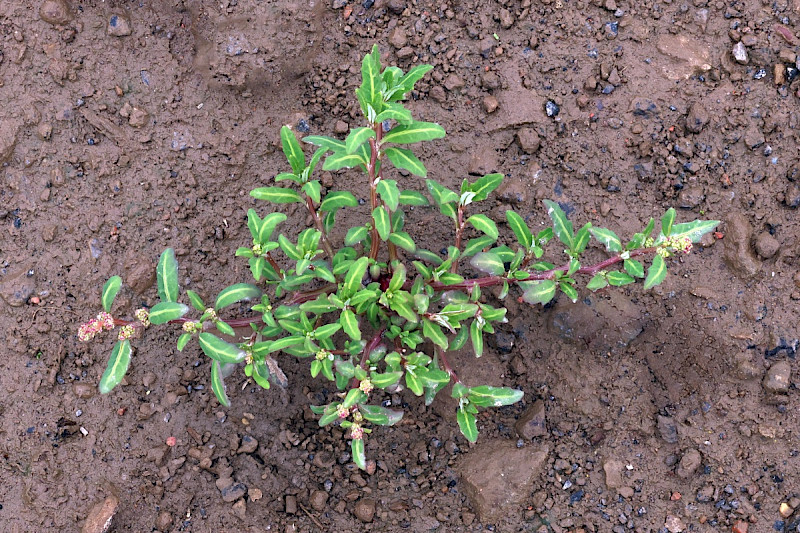 Chenopodium glaucum - &copy; Charles Hipkin