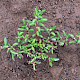 Chenopodium glaucum