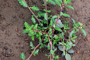Oak-leaved Goosefoot: Chenopodium glaucum