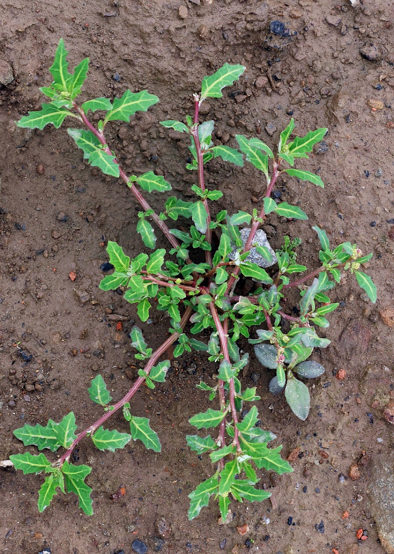 Chenopodium glaucum - &copy; Charles Hipkin
