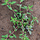 Chenopodium glaucum