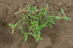 Oak-leaved Goosefoot: Chenopodium glaucum