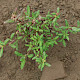 Chenopodium glaucum