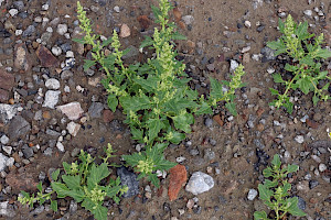 Red Goosefoot: Chenopodium rubrum