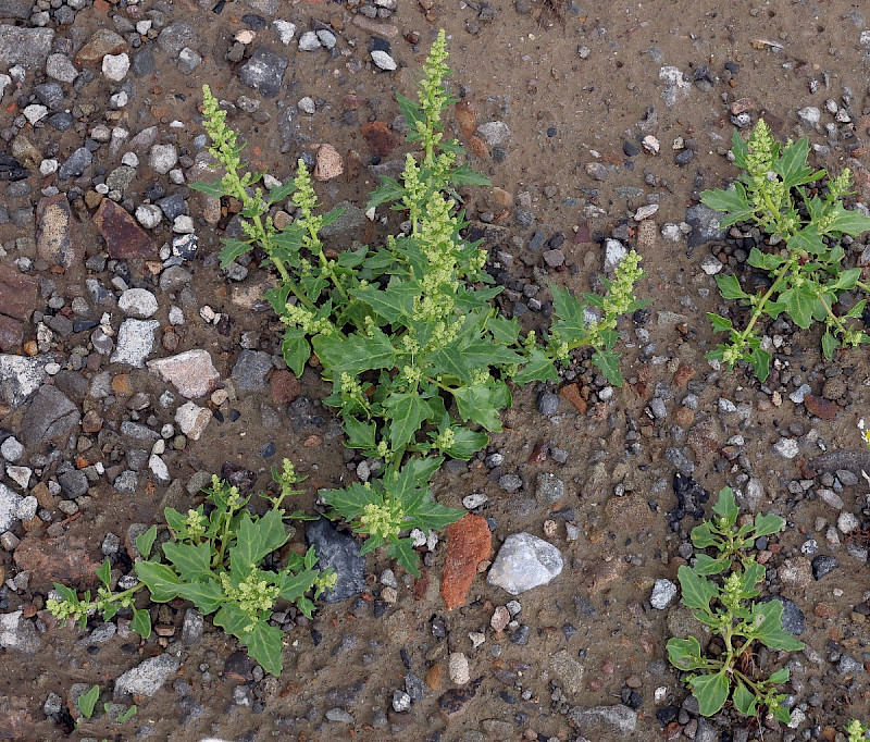 Chenopodium rubrum - &copy; Charles Hipkin