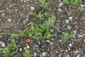 Red Goosefoot: Chenopodium rubrum