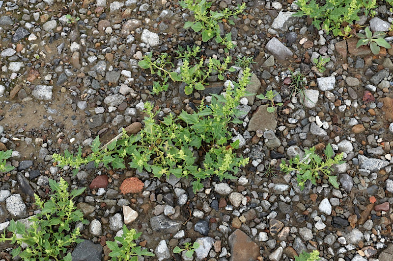 Chenopodium rubrum - &copy; Charles Hipkin