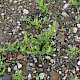 Chenopodium rubrum