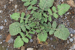 Hoary Mustard: Hirschfeldia incana