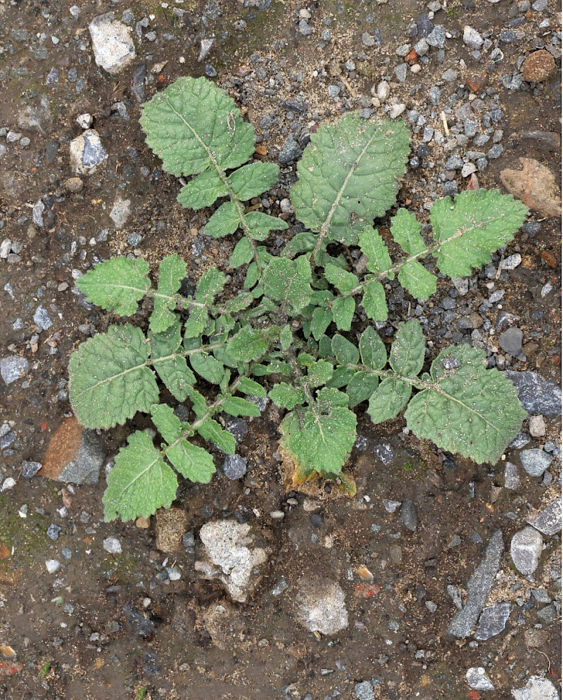 Hirschfeldia incana - &copy; Charles Hipkin