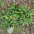 Limonium procerum subsp. procerum - &copy; Charles Hipkin
