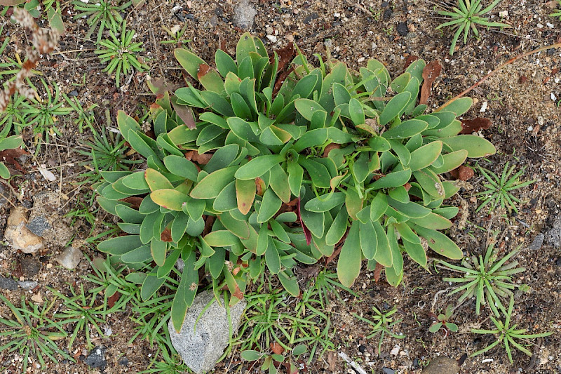 Limonium procerum subsp. procerum - &copy; Charles Hipkin