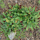 Limonium procerum subsp. procerum