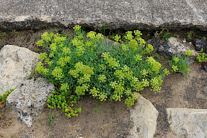 Rock Samphire: Crithmum maritimum