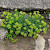 Crithmum maritimum - &copy; Charles Hipkin