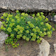 Crithmum maritimum