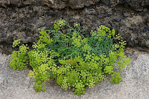 Rock Samphire: Crithmum maritimum