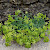 Crithmum maritimum - &copy; Charles Hipkin
