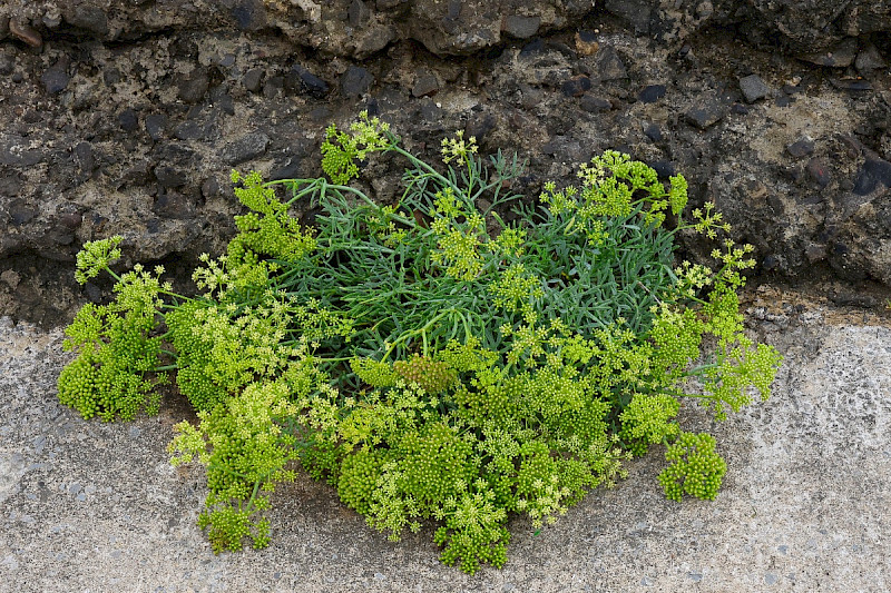 Crithmum maritimum - &copy; Charles Hipkin