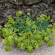 Crithmum maritimum