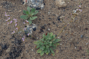 Rock Sea-lavender: Limonium procerum subsp. procerum