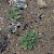 Limonium procerum subsp. procerum - &copy; Charles Hipkin