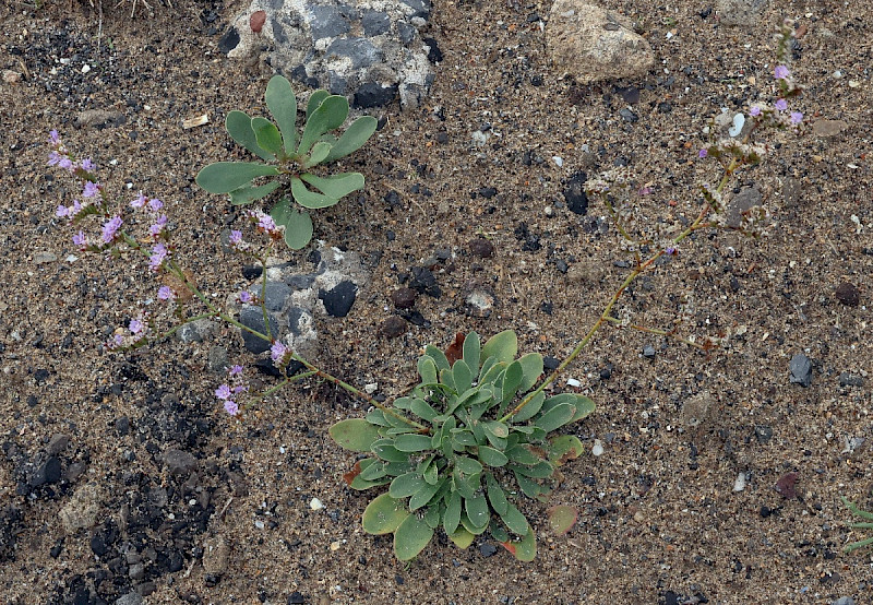 Limonium procerum subsp. procerum - &copy; Charles Hipkin