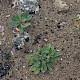 Limonium procerum subsp. procerum