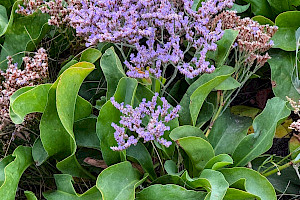 Common Sea-lavender: Limonium vulgare