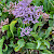Limonium vulgare - &copy; Charles Hipkin