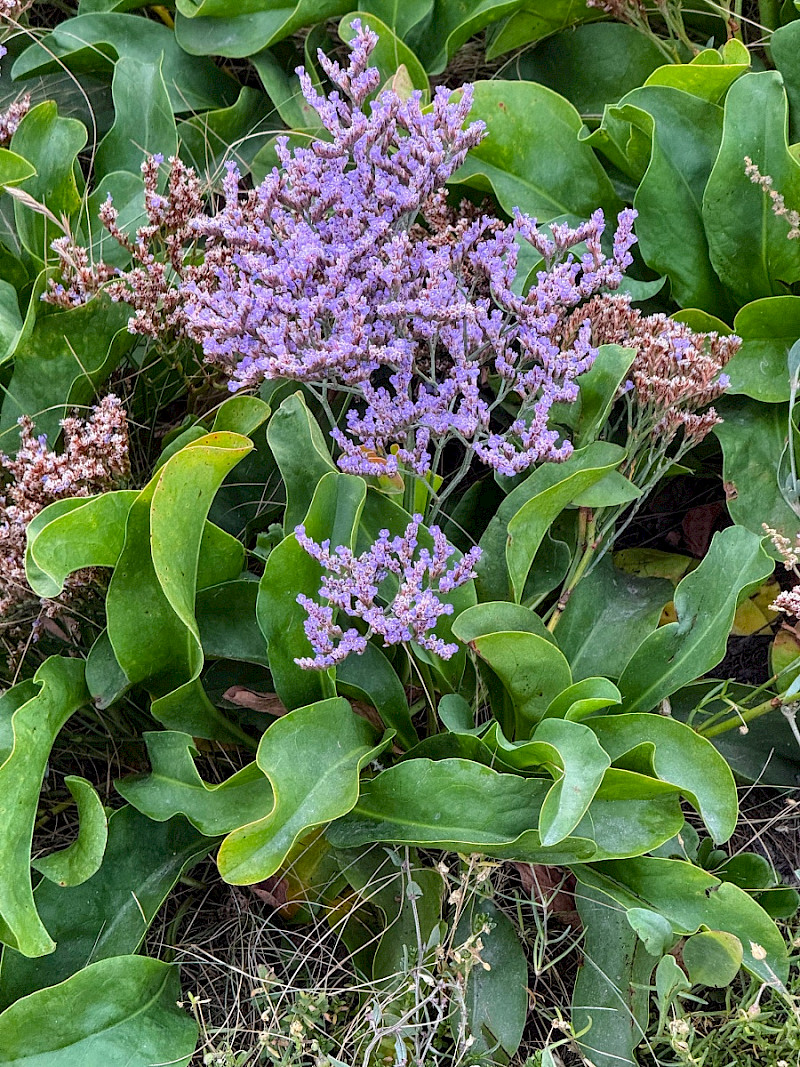 Limonium vulgare - &copy; Charles Hipkin