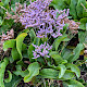 Limonium vulgare