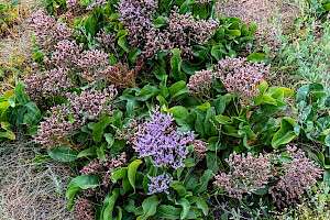 Common Sea-lavender: Limonium vulgare
