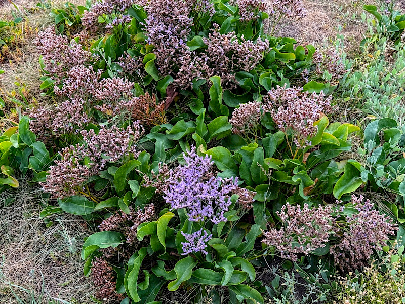 Limonium vulgare - &copy; Charles Hipkin