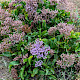 Limonium vulgare